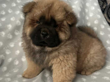 Female chow chow puppies for sale sale