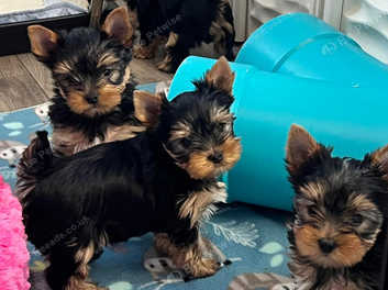 Yorkshire store terrier manchester