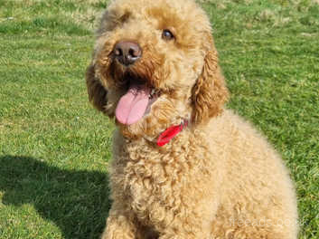 Rehome poodles hot sale for sale