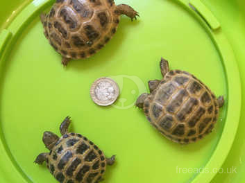 Baby Horsefield Tortoise In Mevagissey On Freeads Classifieds Tortoises Classifieds