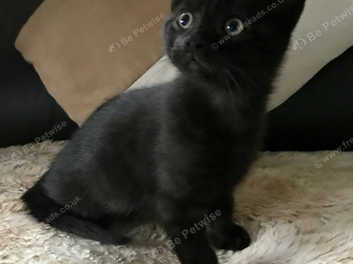 Black male kittens for 2024 sale