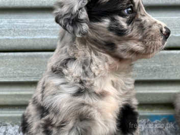 Golden retriever 2024 blue merle