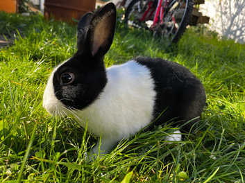 Dutch rabbits sale for sale