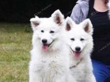 White swiss shepherd for sale sales near me