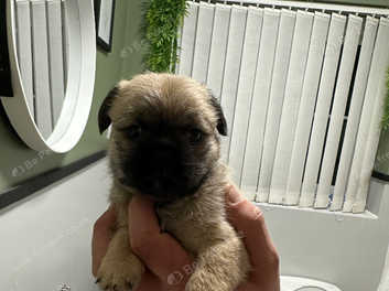 Pug poodle mix hot sale puppies for sale