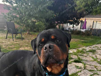 Kc store registered rottweiler