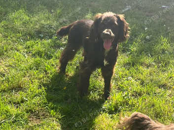 Cocker jack puppies cheap