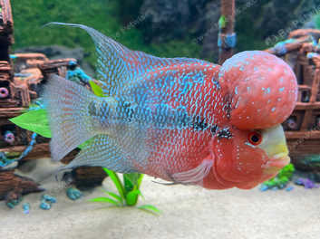 Live flowerhorn on sale fish for sale