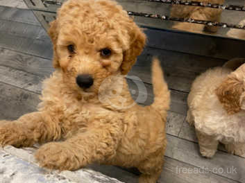 toy cockapoo for sale
