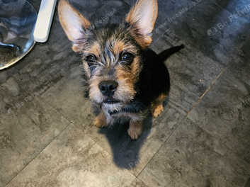 5 month old hot sale yorkie for sale