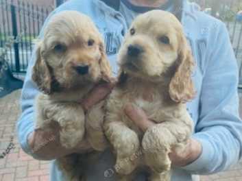 Lyncham cocker hot sale spaniels