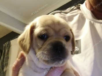 Puggle sales for sale