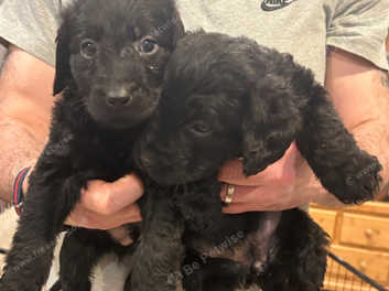 Gray best sale labradoodle puppies