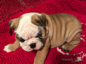 Free english bulldog puppies to cheap good home