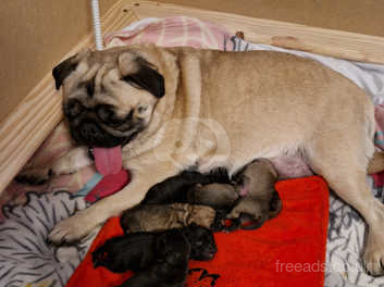 can pugs give birth naturally