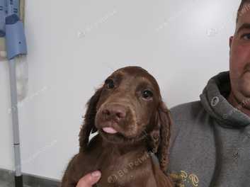 Field spaniel best sale puppies for sale