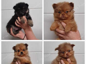 teacup teddy bear pomeranian for sale