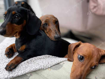 Siouxline dachshunds store