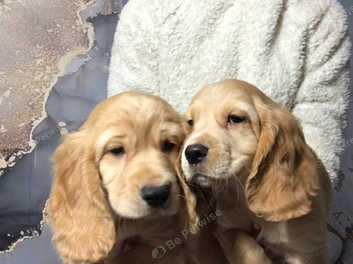 Kc registered cocker spaniels best sale for sale