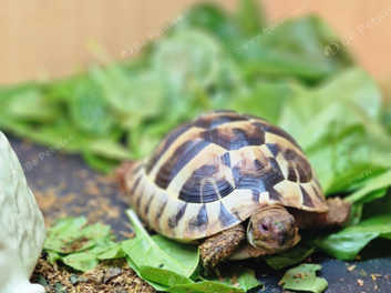 2023 UK Bred Dwarf Hermann Tortoise COMING EARLY DECEMBER!!, 50% OFF