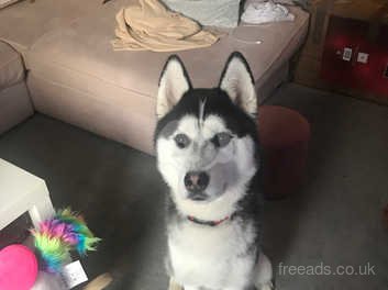 how old is 14 months for siberian husky