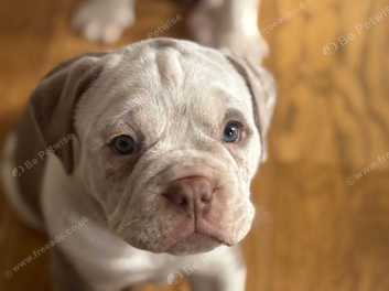 Old English Bulldogs Puppies For Sale in Hammersmith and Fulham
