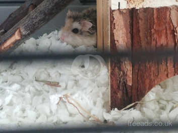 female dwarf hamster