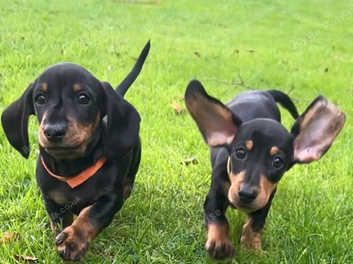 Kc store miniature dachshunds