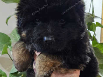 Coated german best sale shepherd puppies