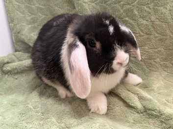 Female rabbits for store sale