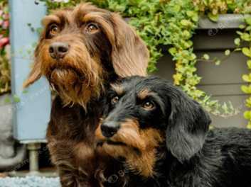 Wire haired Dachshund Puppy Wanted in Ipswich on Freeads Classifieds Dachshunds classifieds