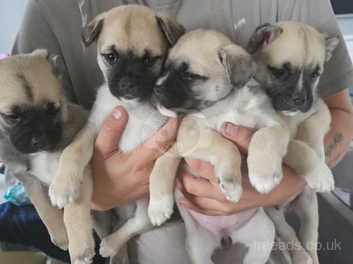 Hug puppies hot sale for sale