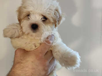 Beautiful White And Cream Zuchon Puppies Ready To Leave In Keighley On Freeads Classifieds Bichon Frises Classifieds