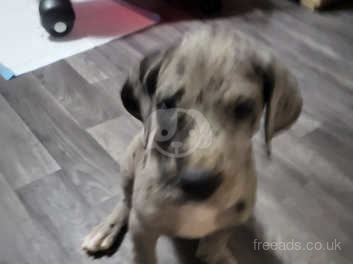 Blue harlequin great dane best sale for sale