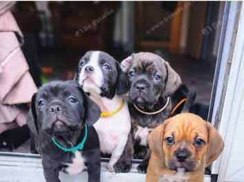 Boston terrier cocker spaniel cheap