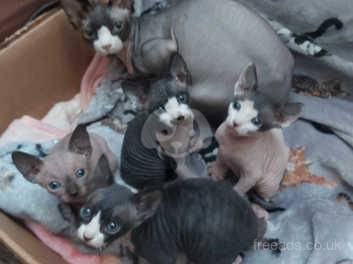 Canadian sphynx hot sale cat for sale