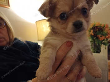 Male best sale chihuahua puppy