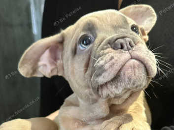 Frenglish bulldog best sale puppies for sale