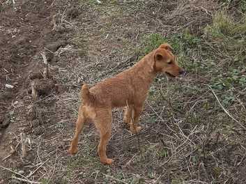 Lakeland terrier cross jack store russell puppies for sale