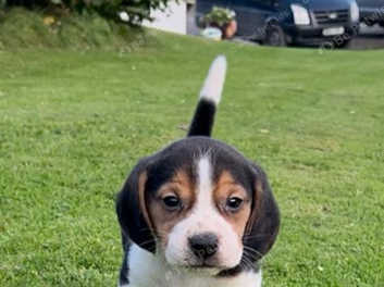 Pocket beagle puppies for sale best sale near me