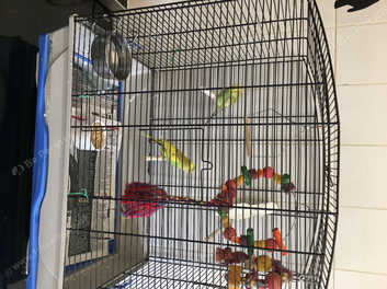 cage for 2 budgies