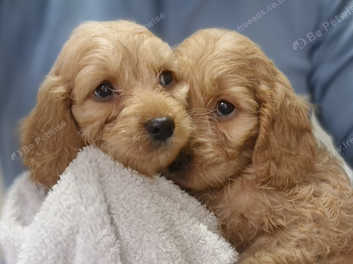 Cockapoo best sale available puppies