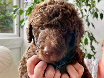 Goldendoodles available hot sale