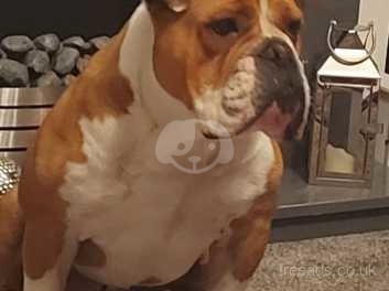 Old english bulldogs for sale cheap near me