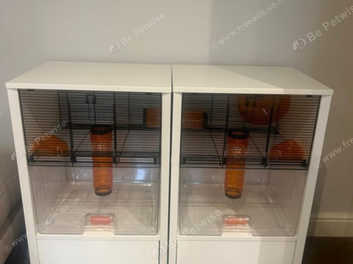 Double qute hamster outlet cage