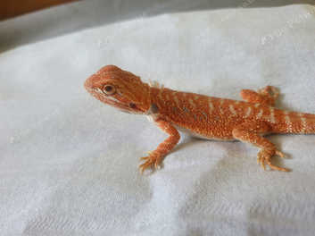 Baby Hypo Red Bearded Dragon In Grays Rm17 On Freeads Classifieds Bearded Dragons Classifieds
