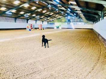 Livery Rowebuck Stables Isfield Uckfield in Uckfield