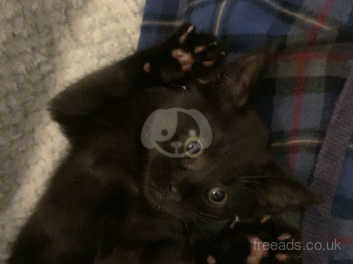 All black cat for hot sale sale