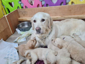 Kc registered discount golden retriever puppies