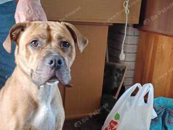 Boxer cross staffy puppies for sale sale